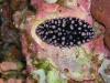 p 3300008.jpg Nudibranche Phylidiella nigra à Western rocky, îles Mergui, Birmanie 