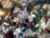 dsc 0133.jpg Nudibranche Phyllodesmium briareum à Nudis' retreat, Lembeh, Sulawesi