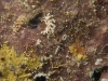 dsc 1009.jpg Nudibranches Glossodoris stellata & Phyllodesmium iriomotense à  Dondola 3, Togians, Sulawesi