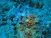 p 9300026.jpg Nudibranche Phyllodesmium longicirrum à Sumbawa wall, Sumbawa island, Indonésie