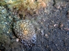 dsc 0270.jpg Limace de mer Pleurobranchae brockii à Tuluk Tembalu I, Lembeh,Sulawesi