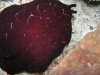pa020245.jpg Limace de mer Pleurobranchus grandis à Pink beach, parc national de Komodo, Indonésie