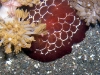 pa030337.jpg Limace de mer Pleurobranchus grandis à Torpedo alley, Rinca island, parc national de Komodo, Indonésie