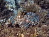IMG4406.jpg Poulpe Octopus vulgaris et Serrans écriture (apnée à la plage du Scudo à Ajaccio)
