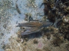 IMG 4408.jpg Poulpe Octopus vulgaris (apnée à la plage du Scudo à Ajaccio)