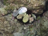 IMG 4451.jpg Oursin-pierre Paracentrotus lividus (apnée à la plage du Scudo à Ajaccio)