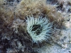 IMG 4487.jpg Cérianthe Ceriantus membranaceus (apnée à la plage du Scudo à Ajaccio)