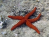 IMG 4489.jpg Etoile de mer rouge Echinaster sepositus (apnée à la plage du Scudo à Ajaccio)