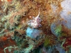 IMG 4560.jpg Nudibranche Hervia Cratena peregrina (endémique Méditerranée), plongée 742 (Calvi Plongée 2B)