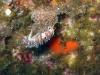 IMG 4595.jpg Nudibranche Cratena peregrina  (endémique Méditerranée), plongée 744 (Calvi Plongée 2B)