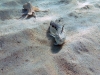 P1040376.jpg Vive araignée Trachinus araneus et petit poulpe (apnée à la plage du Scudo à Ajaccio)