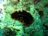 img 0092.jpg Pseudobiceros hancockianus à Cherrie's reef, Milne bay, PNG
