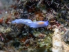 dsc 0086.jpg Pseudoceros bifurcus à Tania's reef, Milne bay, PNG