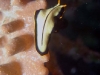 dsc 0189.jpg Pseudoceros dimidiatus à Linda's reef, Milne bay, PNG