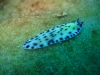 img 0060.jpg Pseudoceros laingensis à Cherrie's reef, Milne bay, PNG