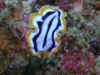 pa 020184.jpg Pseudoceros sp. mimant un nudibranche Chromodoris magnifica à Pink beach, parc national de Komodo