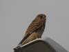 dsc 0079.jpg Faucon crécerelle femelle Falco tinnunculus