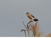 dsc 3808.jpg Le faucon crécerelle mâle du couple de Falco tinnunculus de la Parata avec une mante religieuse 