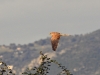 dsc 4008.jpg  Faucon crécerelle femelle Falco tinnunculus dans le marais de Capitello à Porticcio