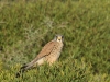dsc 4416.jpg Le faucon crécerelle mâle du couple de Falco tinnunculus de la Parata