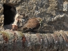 dsc7916.jpg Faucon crécerelle femelle couvant à la tour de Capitello (le mâle vient de lui amener un lézard)