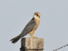 dsc 8455.jpg Faucon Kobez femelle Falco vespertinus sur le chemin de la paillotte de Capo di Feno à Ajaccio