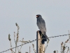 dsc 8457.jpg Faucon Kobez mâle Falco vespertinus sur le chemin de la paillotte de Capo di Feno à Ajaccio