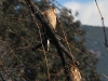 dsc 1123.jpg Couple de faucons crécerelle Falco tinnunculus sur la route d'Air Corsica
