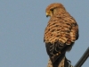 dsc 3055.jpg Faucon crécerelle femelle Falco tinnunculus