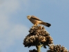 dsc 3932.jpg Faucon crécerelle mâle Falco tinnunculus