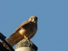 dsc 3998.jpg Faucon crécerelle femelle Falco tinnunculus