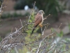 dsc_4159.jpg Faucon crécerelle mâle Falco tinnunculus