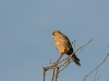 dsc 4346.jpg Faucon crécerelle femelle Falco tinnunculus