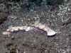 dsc 0383.jpg Nudibranches Risbecia tryoni à Lawadi, Milne bay, PNG