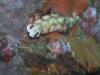 p 3260022.jpg Nudibranche  Risbecia pulchella à Double rock ou Donald duck rock, îles Mergui, Birmanie