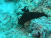 p 9170410.jpg Nudibranche Roboastra luteolineata (variation, identifié par H.Debelius) à  Mid-reef, Kapalaï, Mabul, Malaisie