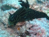 p 9170411.jpg Nudibranche Roboastra luteolineata (variation, identifié par H.Debelius) à  Mid-reef, Kapalaï, Mabul, Malaisie