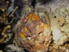 img 4797.jpg Polisson-pierre Synanceia verrucosa sur le House reef d'Alor divers