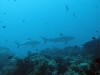 img 4812.jpg Requins dagsit ou gris de récif, Carcharinus amblyrhynchos à Current alley, Tandjung Muna