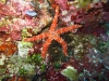 img 4865.jpg Etoile de mer Gomophia egyptica à Diatabang, Pulau Ternate