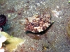 ipmg 4945.jpg Poisson-coffre à épine dorsale, Lactoria cornuta à Dololong,Pulau Alor