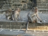 epv 0798.jpg Les singes de Pura Pulaki à Permutaran