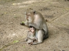 epv 0927.jpg La Monkey Forest à Ubud