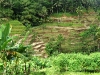 epv 0955.jpg Rizières  en terrasses dans la vallée du temple Gunung Kawi