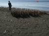 dscf 3335.jpg Purijati et son élevage de canards sur la plage