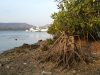 dscf 3414.jpg La mangrove de Gilimanuk