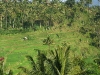 dscf 3447.jpg Ballade dans les rizières à Muncan