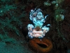 p 9230143.jpg Crevettes harlequin Hymenocera elegans à Seraya, Tulamben, Bali, Indonésie
