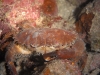  dsc 0042.jpg Crabe Carpilius convexus à Alung Banua, Bumaken,