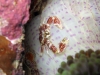 img 2091.jpg Crabe porcelaine Neopetrolisthes oshimai à Blond island, Camiguin, Philippines